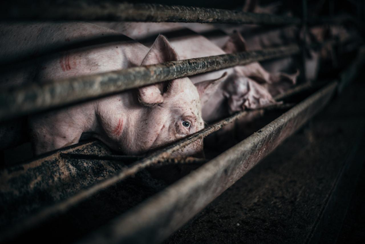 Svědectví: Pravda, která měla zůstat skryta