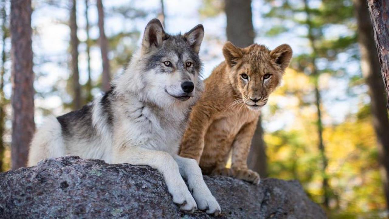 Vlk a lev: Nečekané přátelství