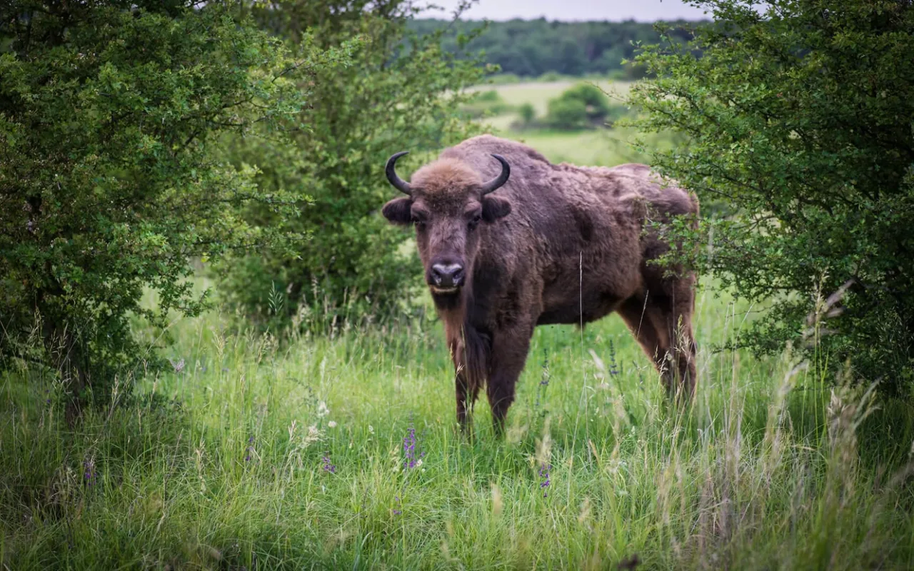Planeta double feature