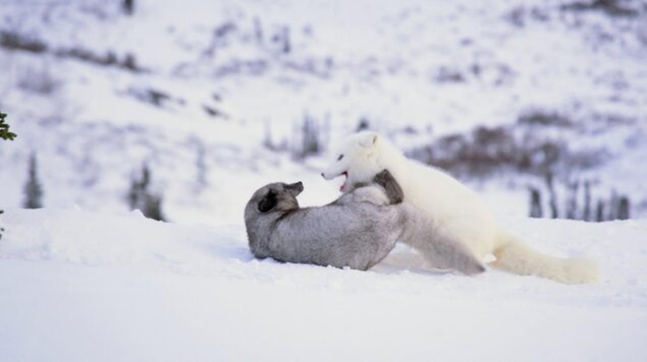 Max a Mája: Příběh lištiček