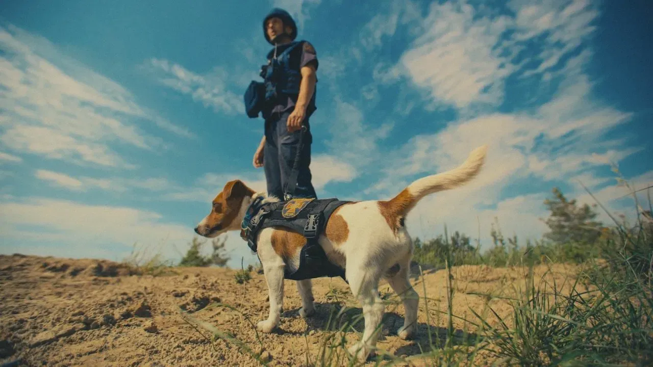 My, naši mazlíčci a válka