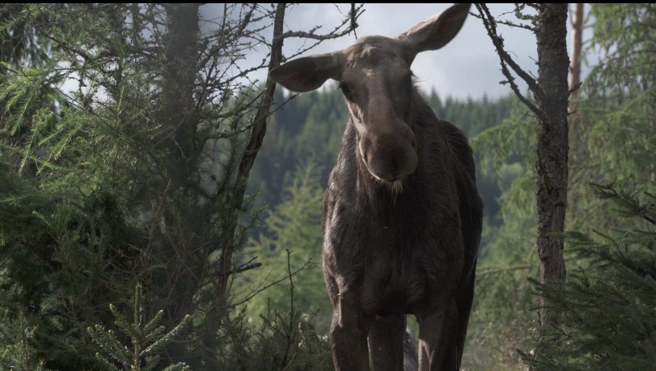 AMOOSED: losí odysea